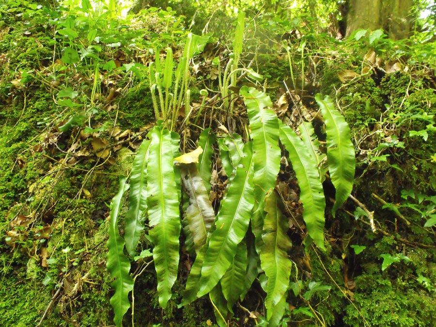 Phyllitis scolopendrium